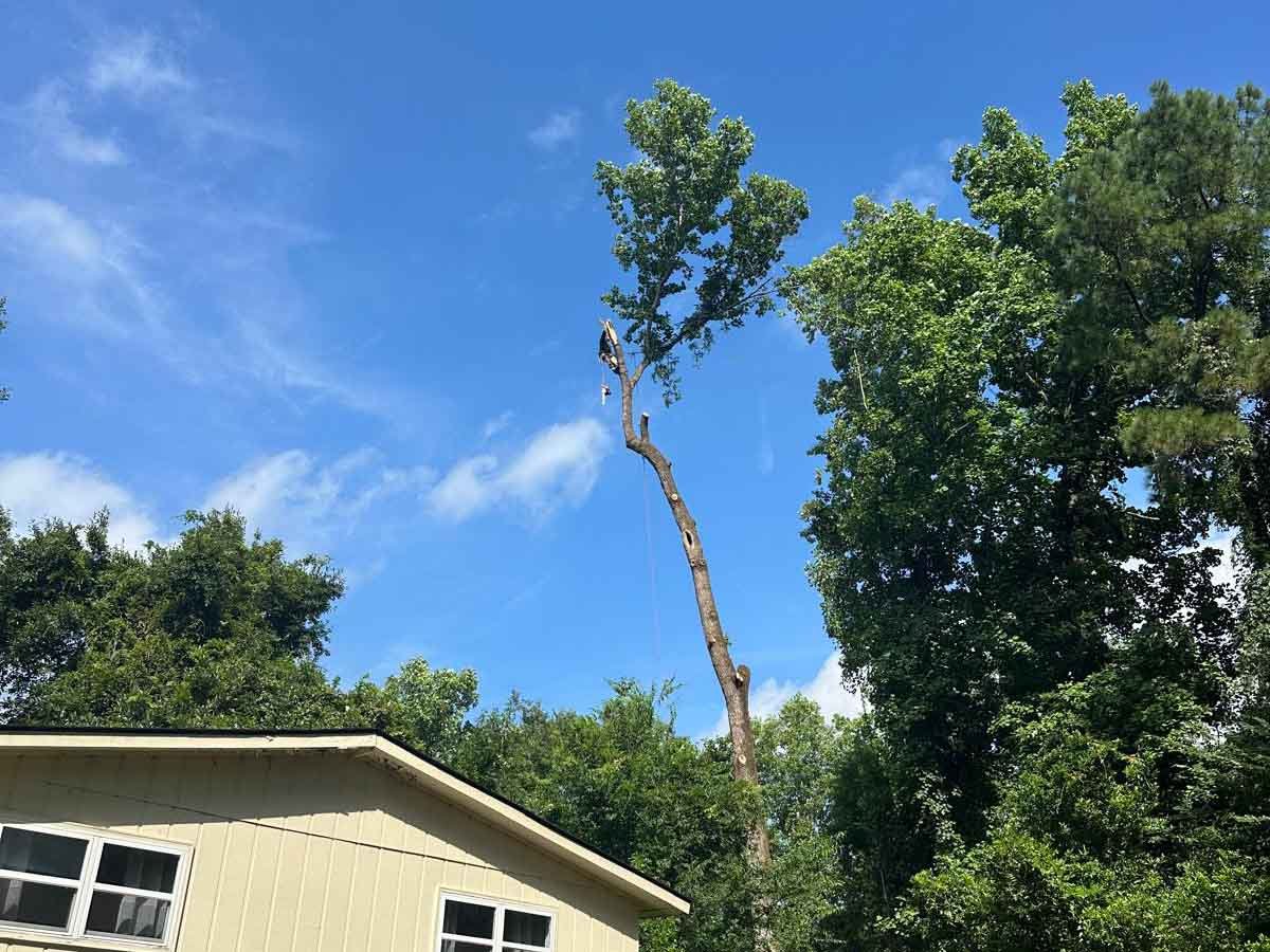 El Costeño Tree Service LLC